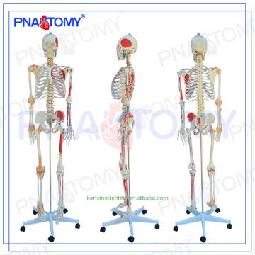 Meistverkaufte Plastic Humanity Skelett anatomisch